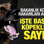 bakanlik_resmen_acikladi_istanbul_ankara_ve_izmirde_basibos_kopeklerin_korkunc_sayisi_1714923087_0821.jpg