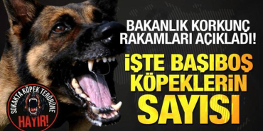 bakanlik_resmen_acikladi_istanbul_ankara_ve_izmirde_basibos_kopeklerin_korkunc_sayisi_1714923087_0821.jpg