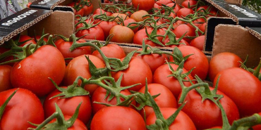 domates-1jpg-Te5sx3enOUisCvoNj8Ge8Q.jpg