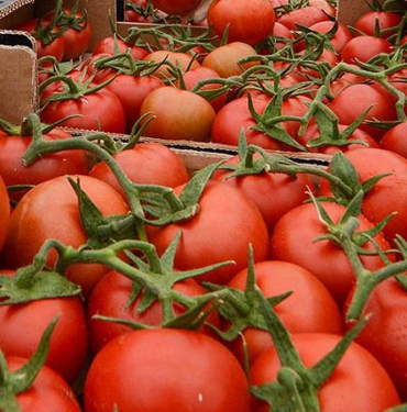 domates-1jpg-Te5sx3enOUisCvoNj8Ge8Q.jpg