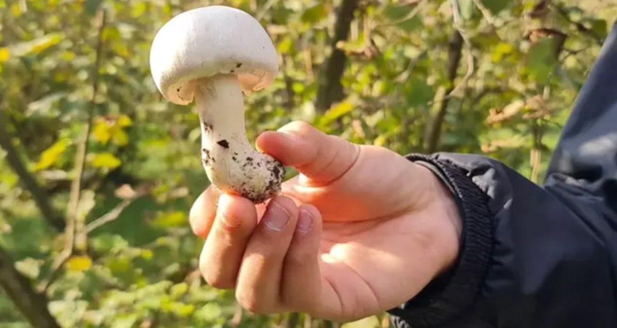 mantarzehirlenmelerinedikkatjpgyeah7b1af0gq0znsozciiajpg-wHm_SmFtq0y_6azfXUCRfg.jpg