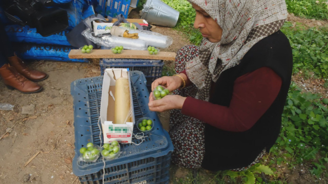 Sezonun ilk hasadı yapıldı, 1 kilo erik 8 bin TL'ye satıldı