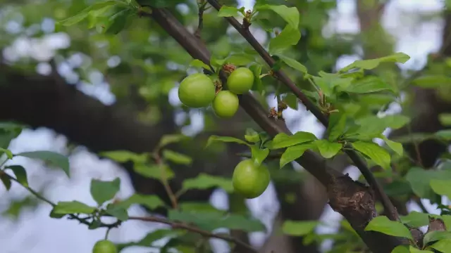 Sezonun ilk hasadı yapıldı, 1 kilo erik 8 bin TL'ye satıldı