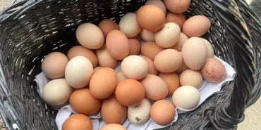 yum-bir-yumurta-fiyatlarini-abd-artiriyor-18464013_amp.jpg