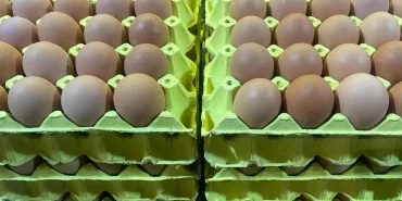 universiteli-tavuklarin-yumurtalari-daha-hesa-18531973_amp.jpg