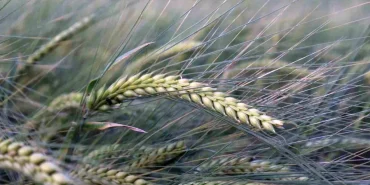 bugday-rekoltesine-iliskin-ilk-tahmin-hububat-18598870_amp.jpg