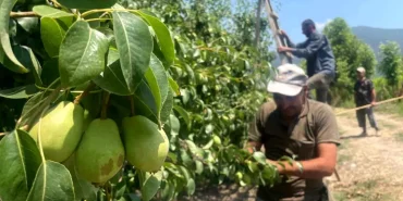 tonlarca-armut-ve-seftaliyi-koparip-yere-atiy-18734573_amp.jpg