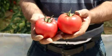70-derecede-turkiye-nin-en-lezzetli-domatesle-18874717_amp.jpg