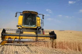 bulanik-ta-hububat-hasadi-basladi-18883869_amp.jpg