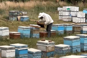 cilo-dagi-eteklerinde-bal-uretimi-18854091_amp.jpg