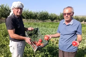 gordes-te-ata-tohumlu-domateslere-yogun-ilgi-18903332_amp.jpg