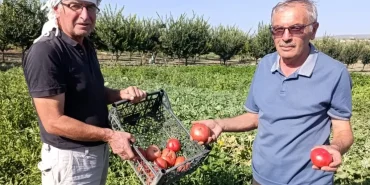 gordes-te-ata-tohumlu-domateslere-yogun-ilgi-18903332_amp.jpg