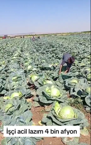 Günlük 4 bin TL'ye işçi bulunamıyor! Tarlada kriz büyüyor