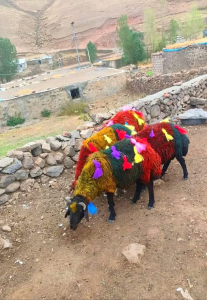 koç