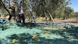 zeytin
