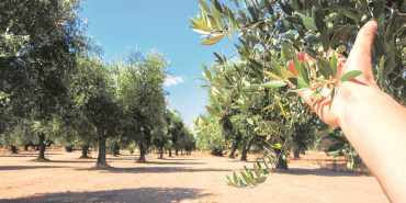 zeytinliklere-dokunma-ilyK