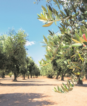 zeytinliklere-dokunma-ilyK