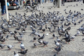 e3473fe08d03a46dedf970d8c1bcf49c