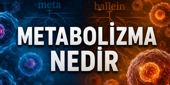 Metabolizma Nedir? İşlevi ve Önemi Neler?