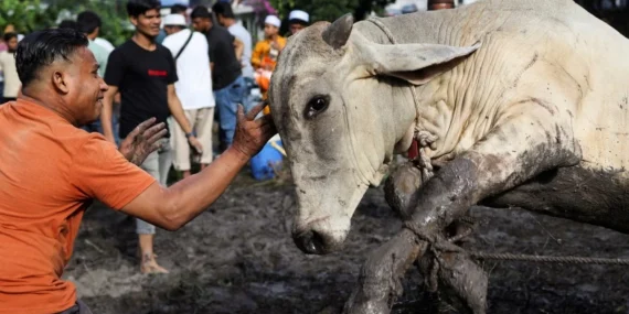 Kurban Edilmek İstenen Bufalo, Çıldırdı: 1 Kişiyi Öldürdü,1 Kişiyi Yaraladı