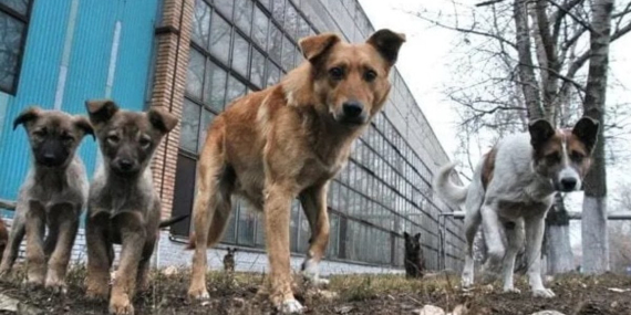 Savaşın Gölgesinde Sokak Köpekleri Vahşileşiyor